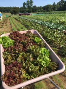 Fresh food is grown and harvested for the residents at Pine Street Inn.